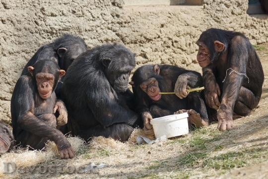 Devostock Chimps Primates Apes Relax