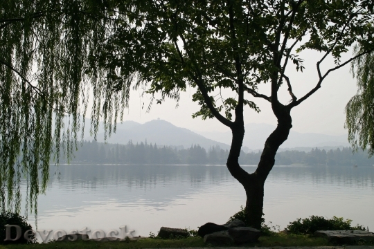 Devostock China Tree Weeping Willow
