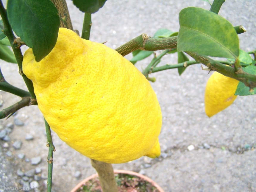 Devostock Citron Lemon Fruit 700101