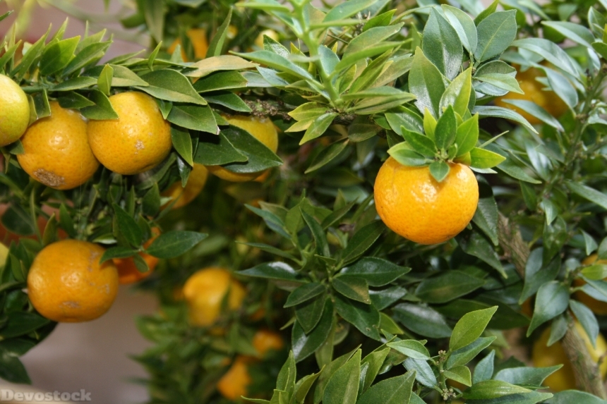 Devostock Citrus Citrus Fruit Fruits