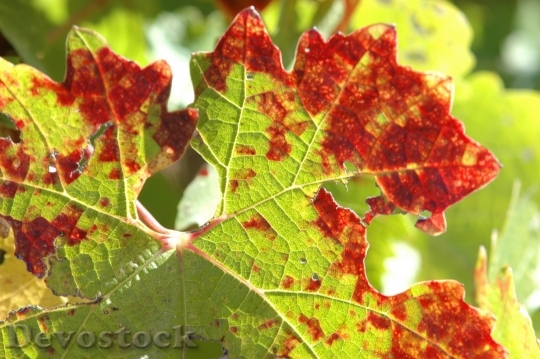 Devostock Clos Pegase Wine Leaves