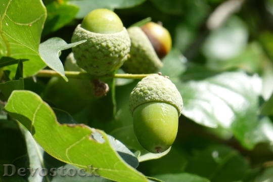 Devostock Close Acorn Fruit Green
