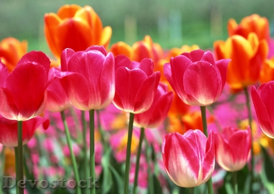 Devostock Closeup Colorful Tulips Tulips