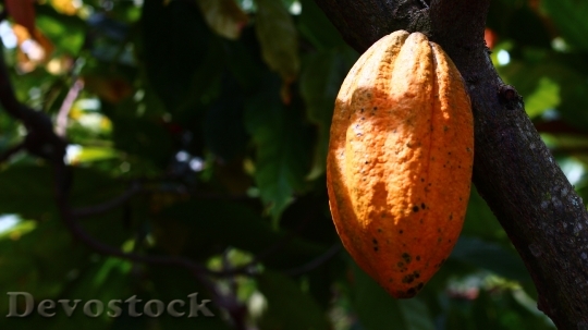 Devostock Cocoa Cultivation Fruit Harvest 2