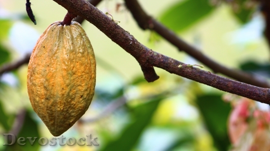 Devostock Cocoa Cultivation Fruit Harvest