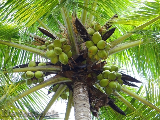 Devostock Coconut Palm Dharwad India