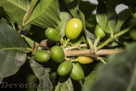 Devostock Coffee Arabica Botanica Fruit