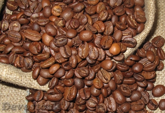 Devostock Coffee Arabica Plant Fruit