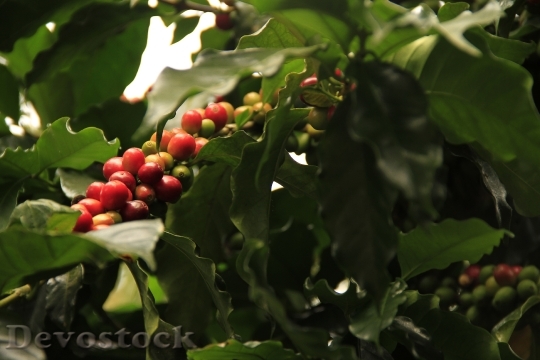 Devostock Coffee Fruit Plant Nature 0