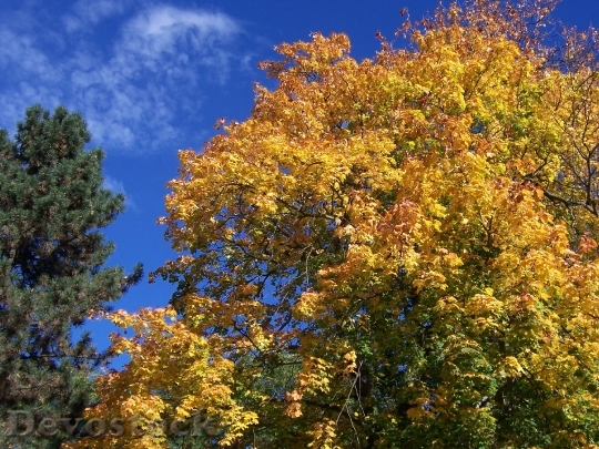 Devostock Colorful Leaves Leaves Autumn
