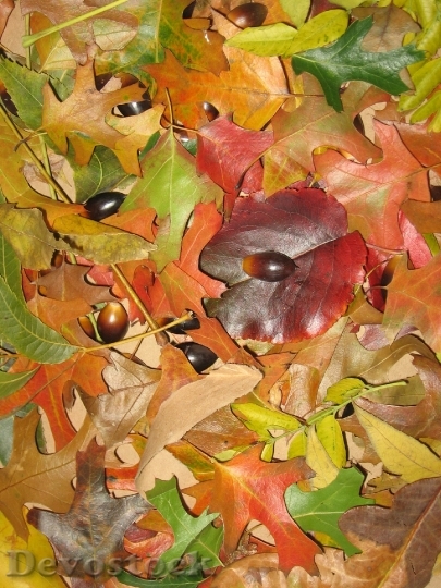 Devostock Colorful Leaves Seasons Backgrounds