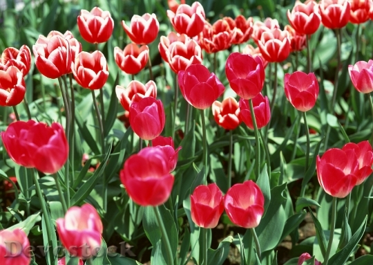 Devostock Colorful Tulips Tulips In 1