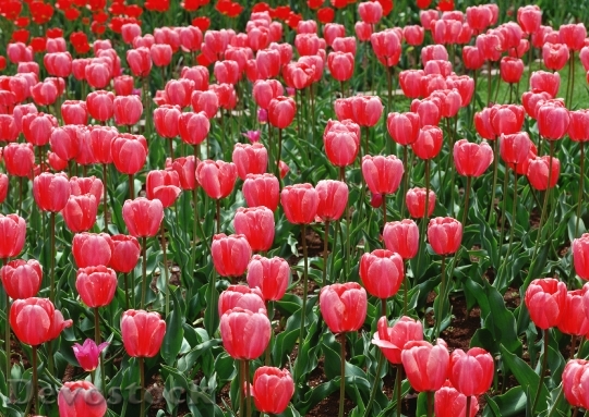 Devostock Colorful Tulips Tulips In 3