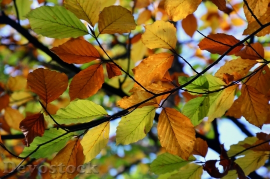 Devostock Colors Autumn Leaves Foliage
