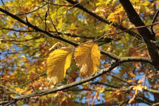 Devostock Colors Fall Forest Leaf
