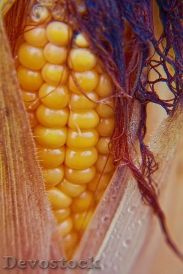 Devostock Corn Corn On Cob