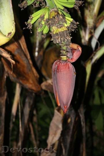 Devostock Costa Rica Wild Bananas