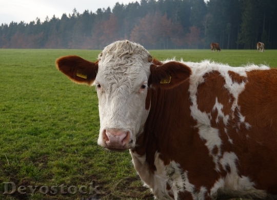 Devostock Cow Pasture Animal Grass