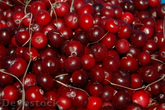 Devostock Cranberries Berry Red Vitamin
