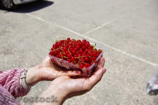 Devostock Cranberry Fruit Fresh 1116548