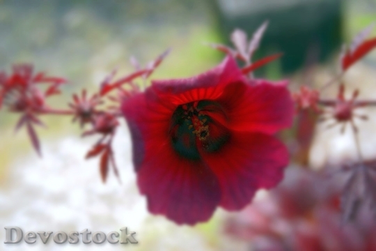 Devostock Cranberry Hibiscus Hibiscus Acetosella