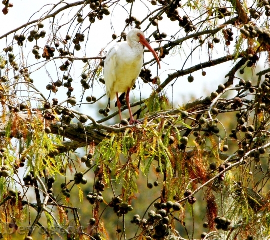 Devostock Crane White Birds Waterfowl