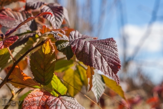 Devostock Crimson Red Leaves Autumn