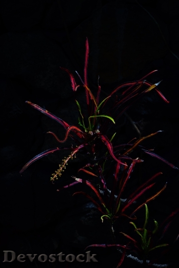 Devostock Croton Plant Dark Night