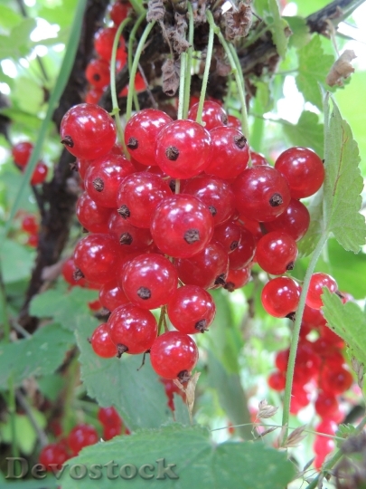 Devostock Currant Berry Closeup Summer