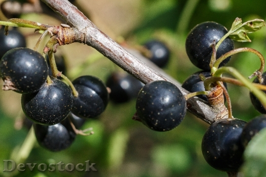 Devostock Currant Berry Tasty Vitamins