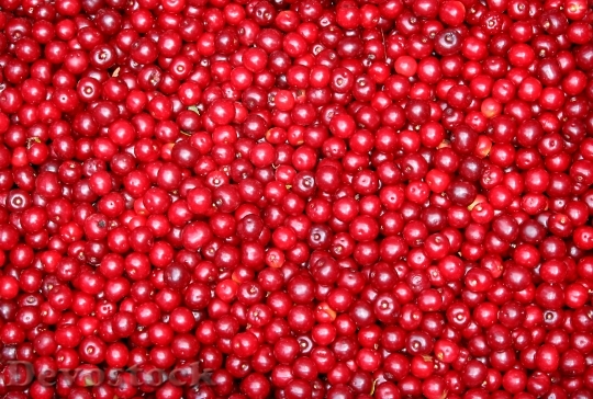 Devostock Currant Fruit Red Berries