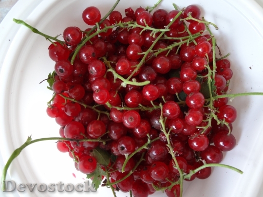 Devostock Currant Fruit Red Healthy