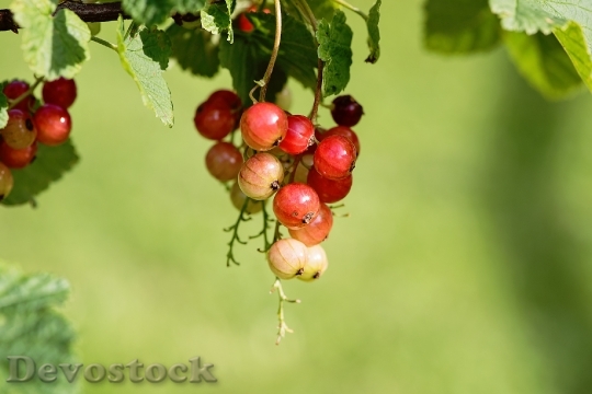 Devostock Currant Fruits Berries Red