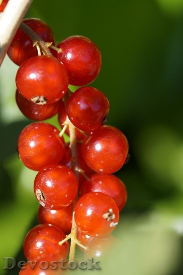Devostock Currants Berries Red Panicle 0