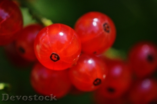 Devostock Currants Fruit Berries Fruits