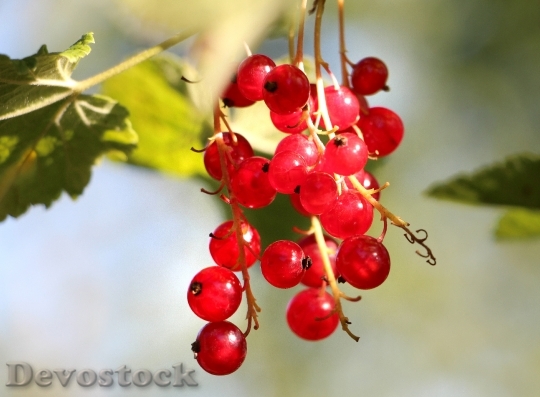 Devostock Currants Plant Fruit Red 0