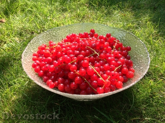 Devostock Currants Red About Harvest