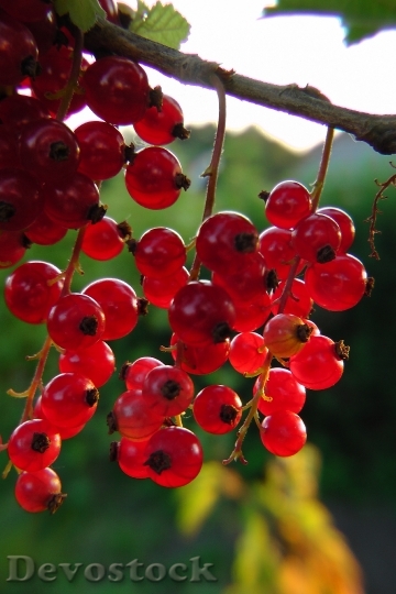Devostock Currants Red Berries Plot