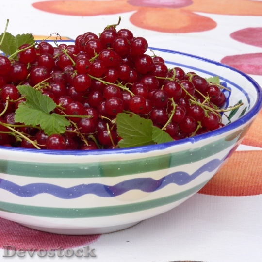 Devostock Currants Red Red Currant