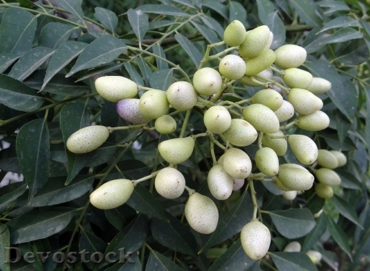 Devostock Curry Tree Berry Fruit