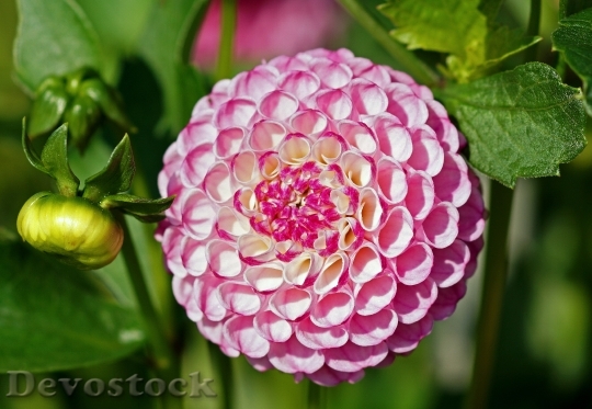 Devostock Dahlia Pink Flower Ball