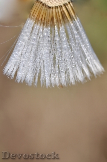 Devostock Dandelion Semen Macro Mature