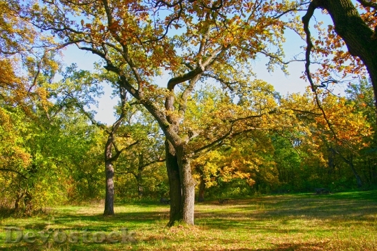 Devostock Debrecen Hungary Tree Fall