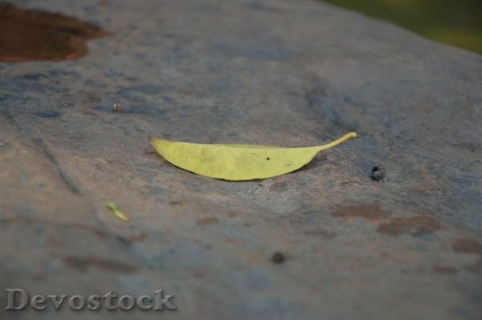 Devostock Defoliation Leaves On Stone