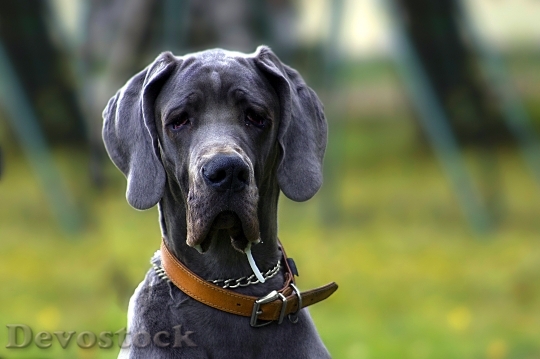 Devostock Dog Black Portrait Animal 0