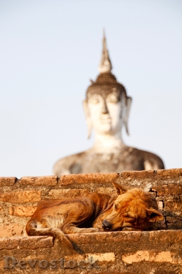 Devostock Dog Buddha Gold Meditation