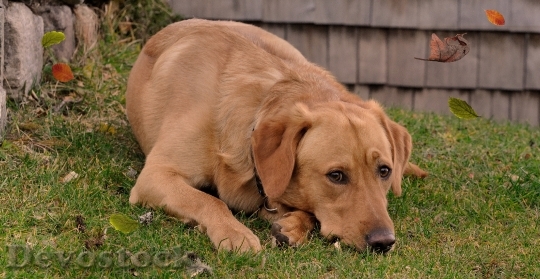 Devostock Dog Labrador Lying Animal