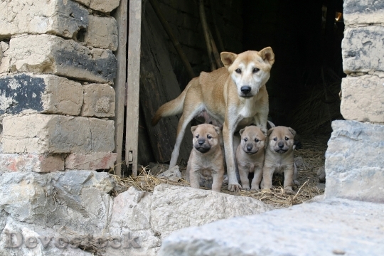 Devostock Dogs Family Puppies 1029124
