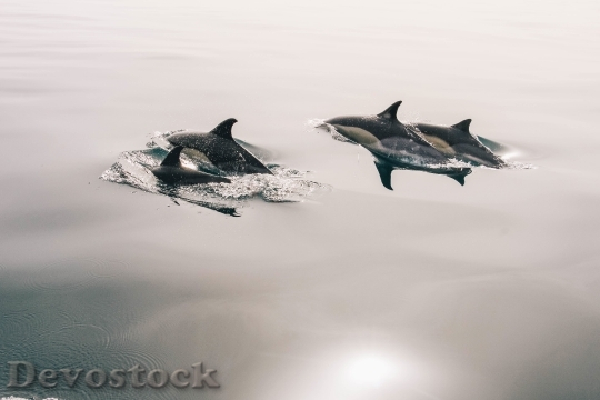 Devostock Dolphins Jumping Glassy Water
