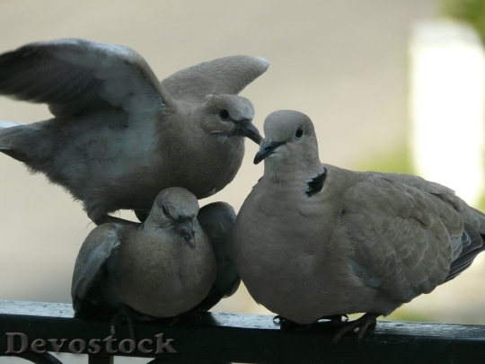 Devostock Dove Birds Family Quarrel